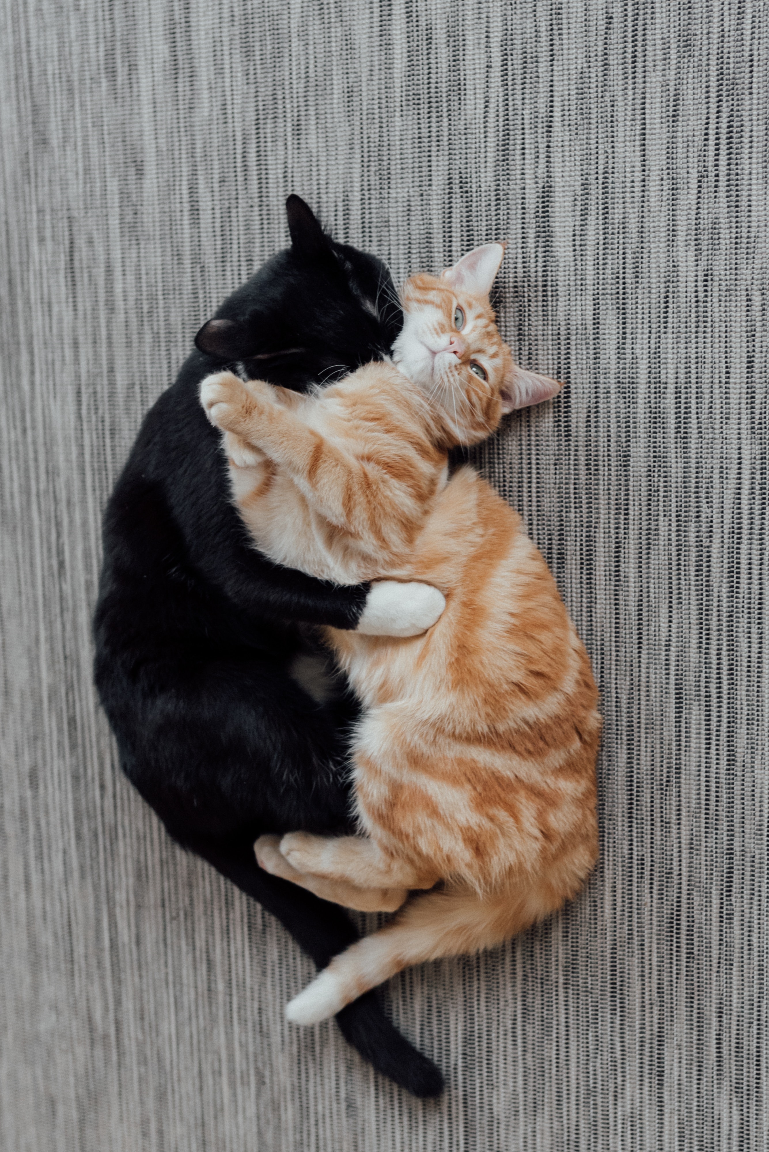 Katzen Einzelgaenger
