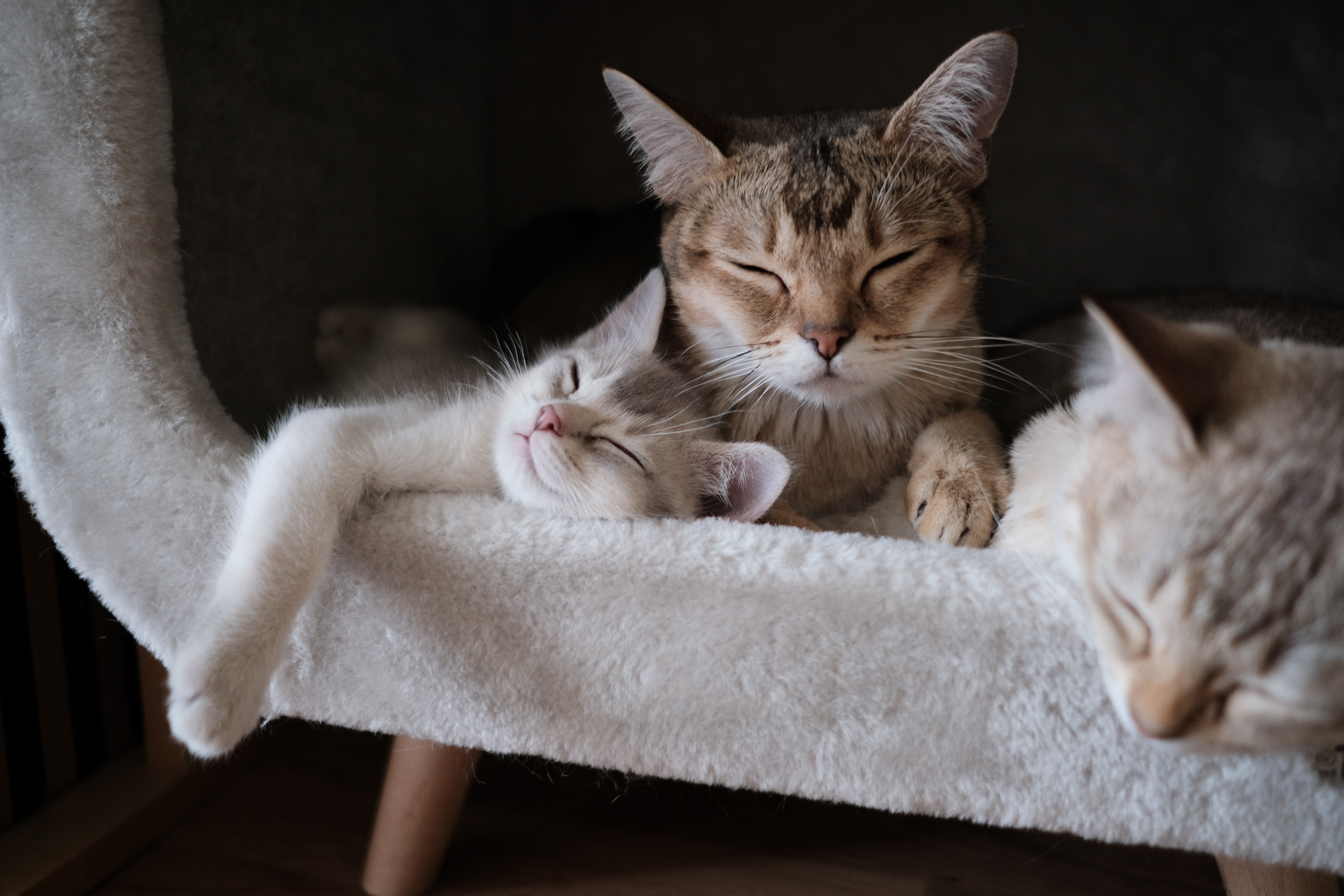 Katzenmutter und Junges