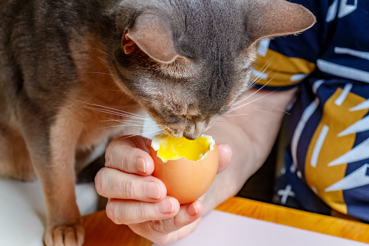 gift-fuer-katzen