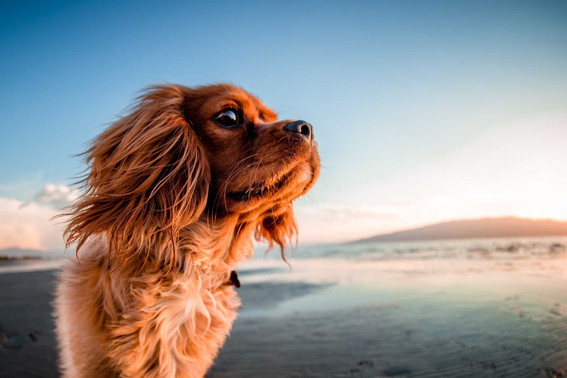 hund urlaub