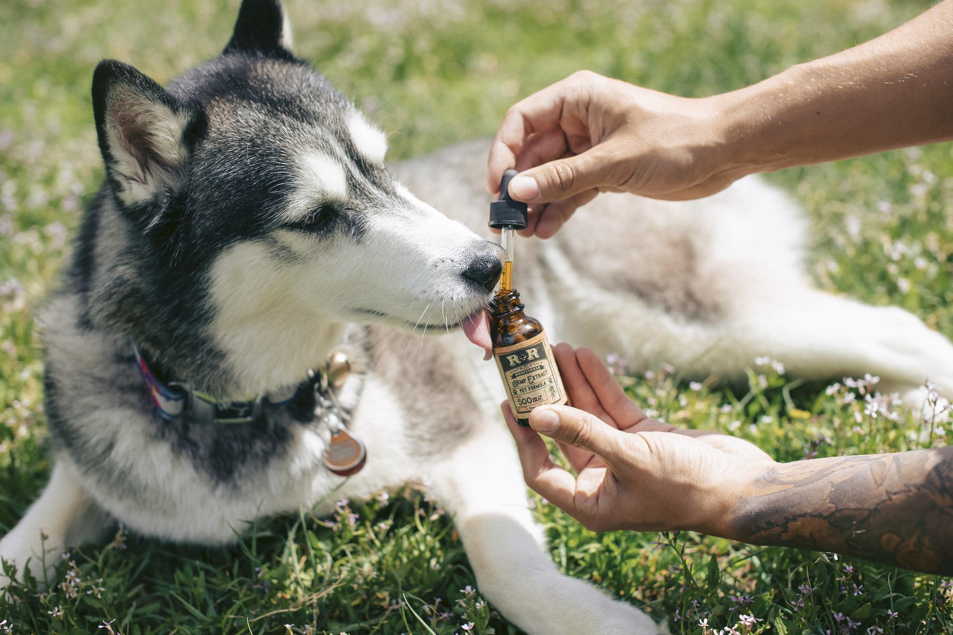 hund tropfen