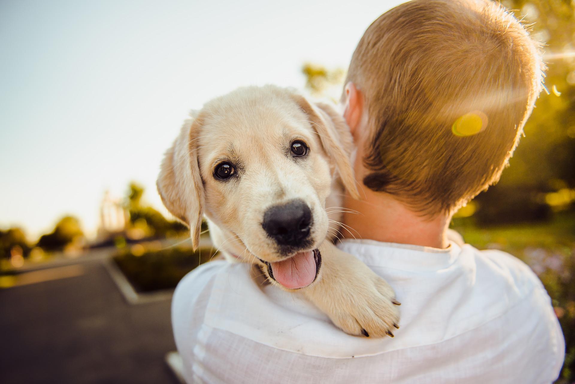 labrador