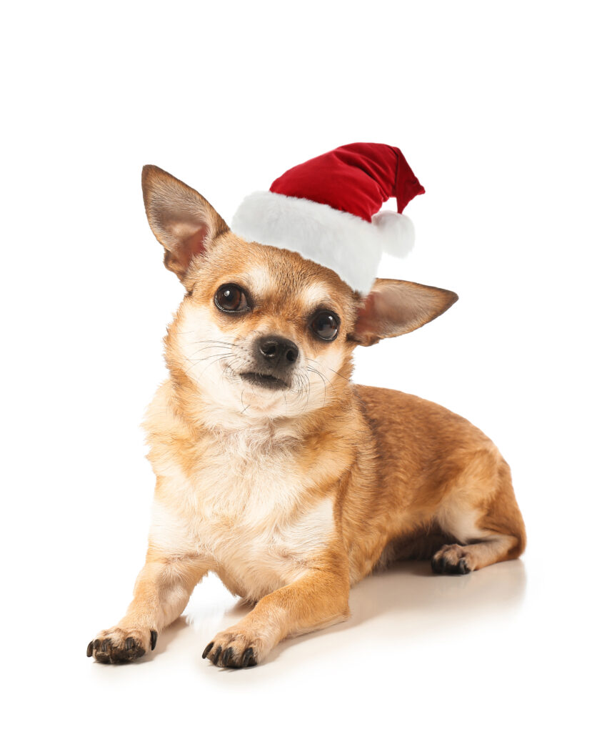 Chihuahua Weihnachtsgeschenke fuer Hunde