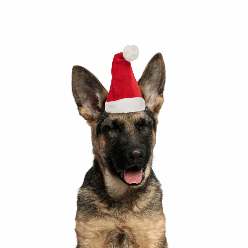 Deutscher Schaeferhund Weihnachtsgeschenke fuer Hunde