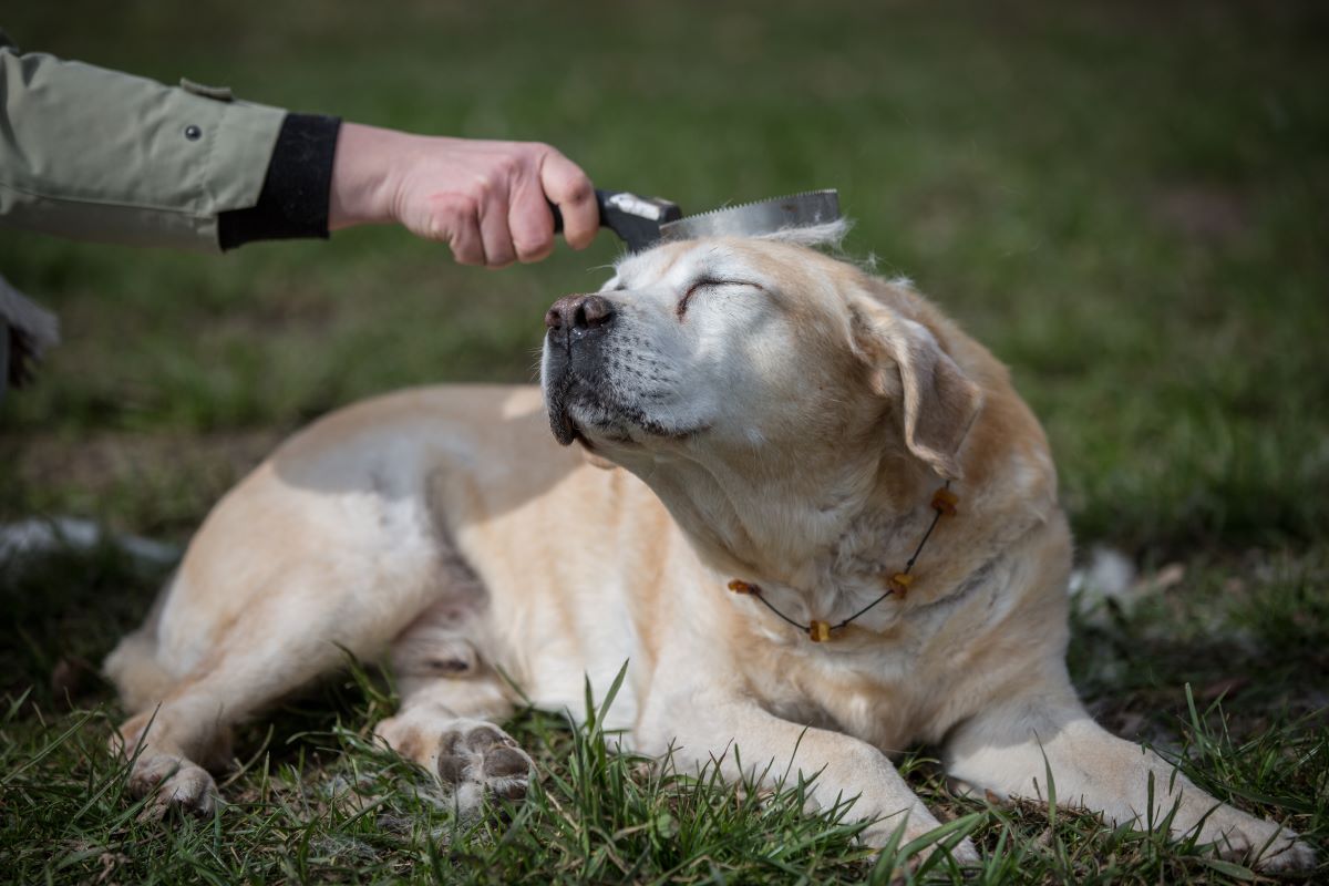 Fellwechsel Hund