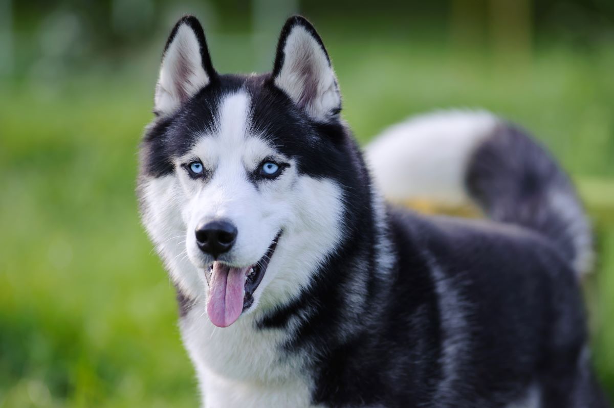 Hunde mit blauen Augen