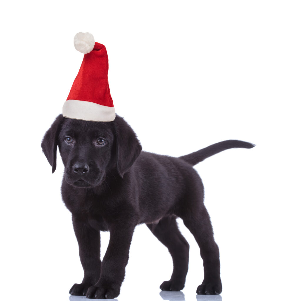 Labrador Weihnachtsgeschenke fuer Hunde