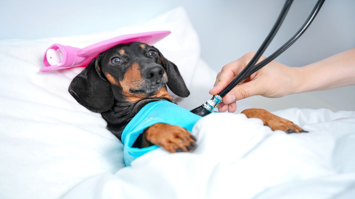 Mittelmeerkrankheiten beim Hund