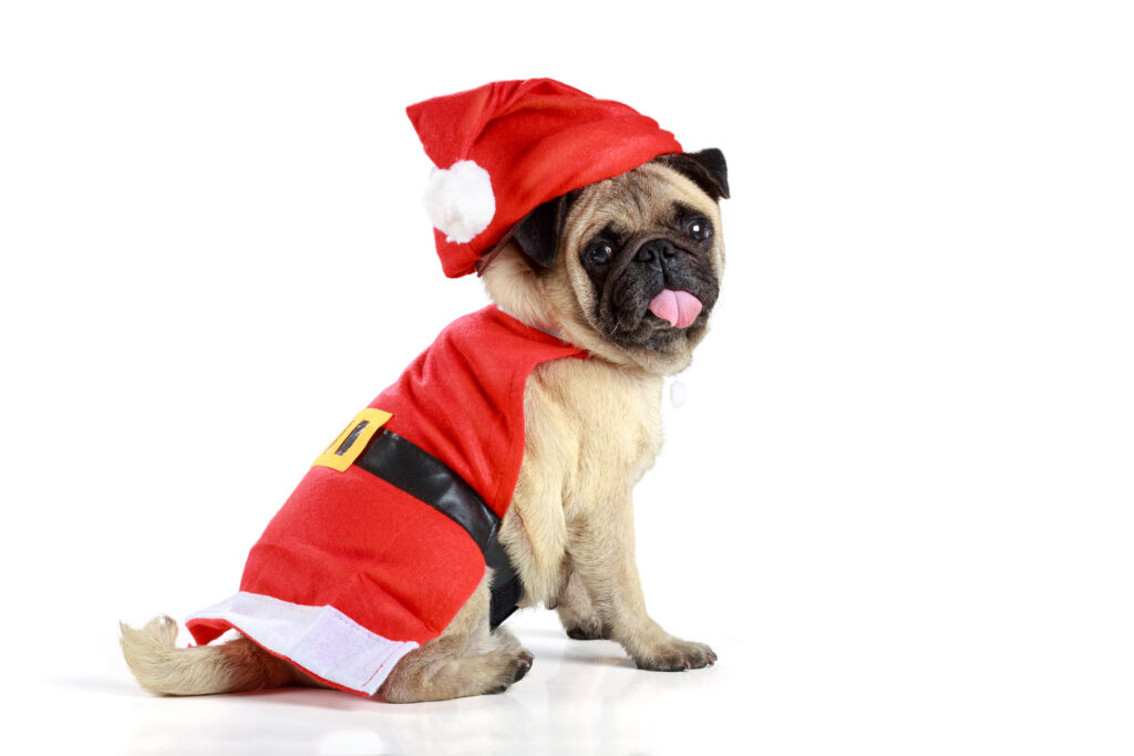 Mops Weihnachtsgeschenke fuer Hunde