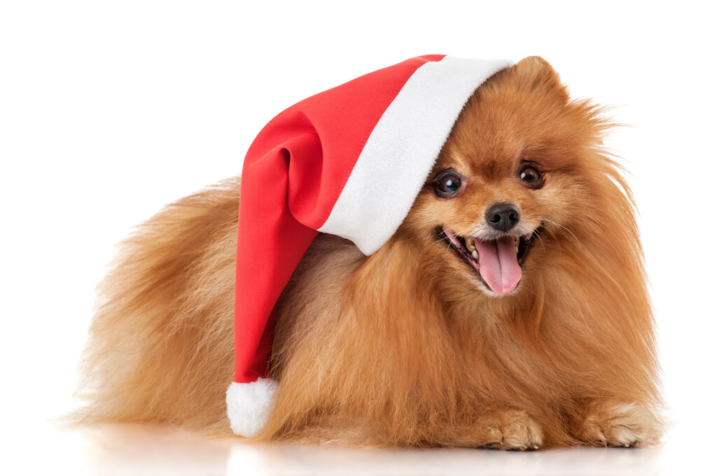 Spitz Weihnachtsgeschenke fuer Hunde