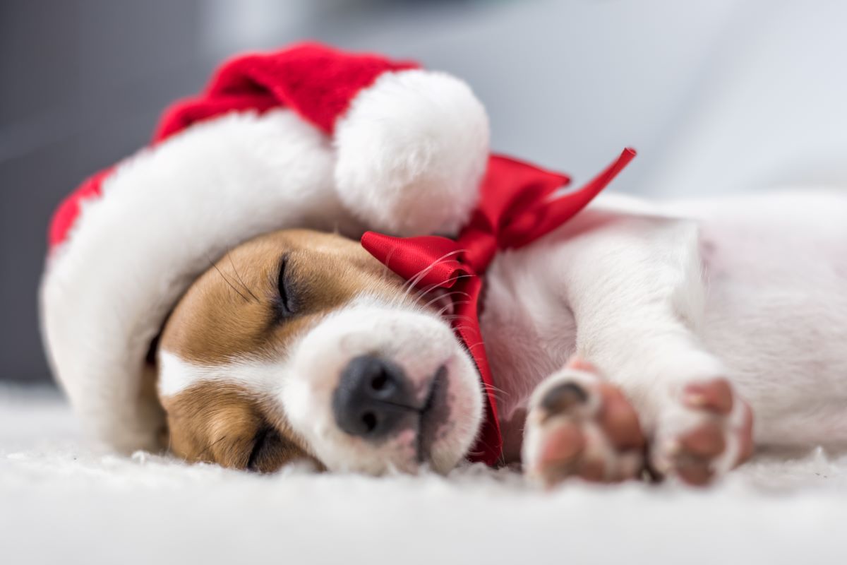 Weihnachtsgeschenk Hund