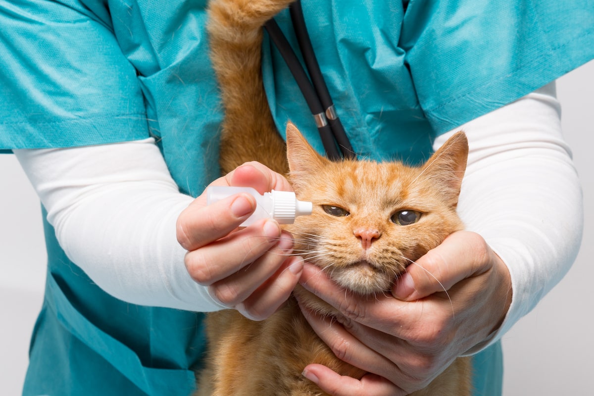 augenkrankheiten-bei-katzen
