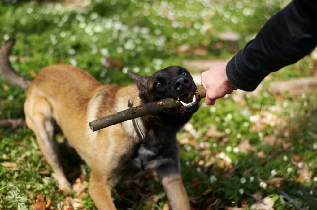Beisskraft Von Hunden