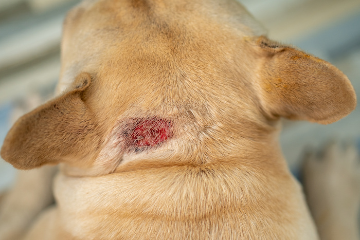 Auto Sinewi uddybe Hot Spot beim Hund – Ursachen & Behandlung