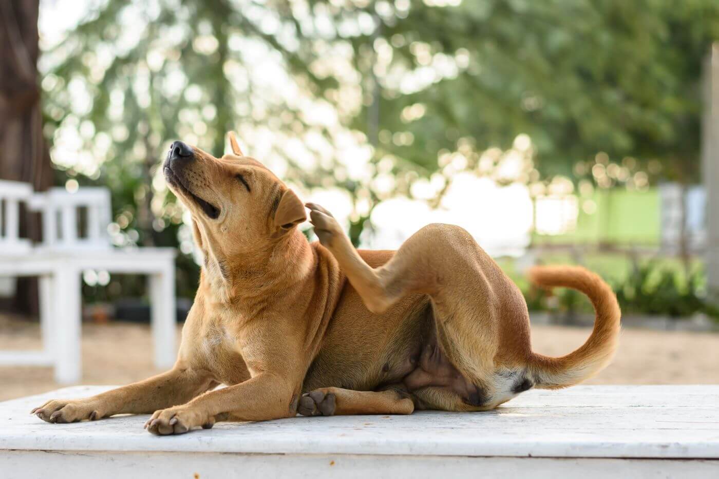 hund-kratzt-sich