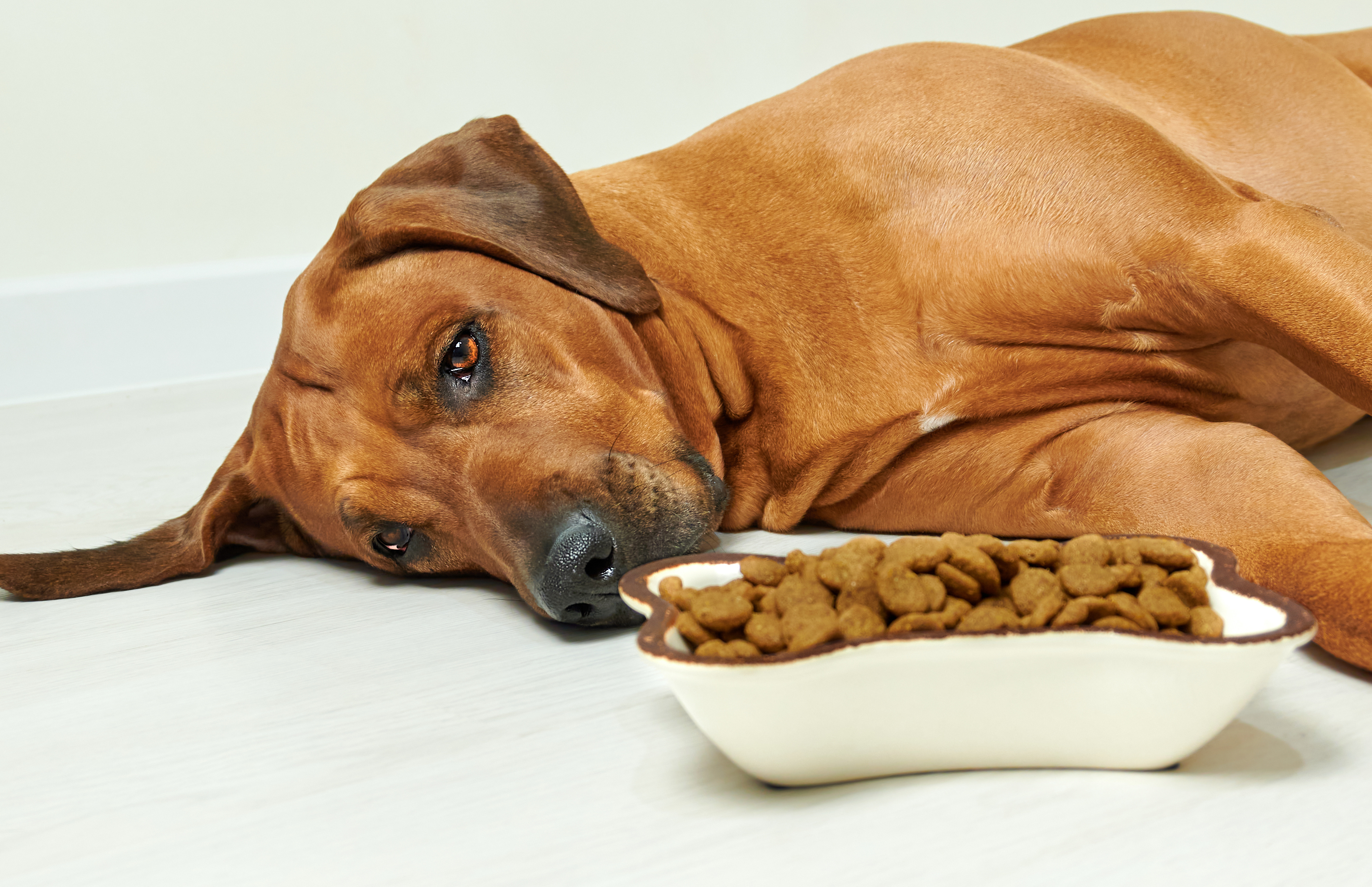 hund traurig