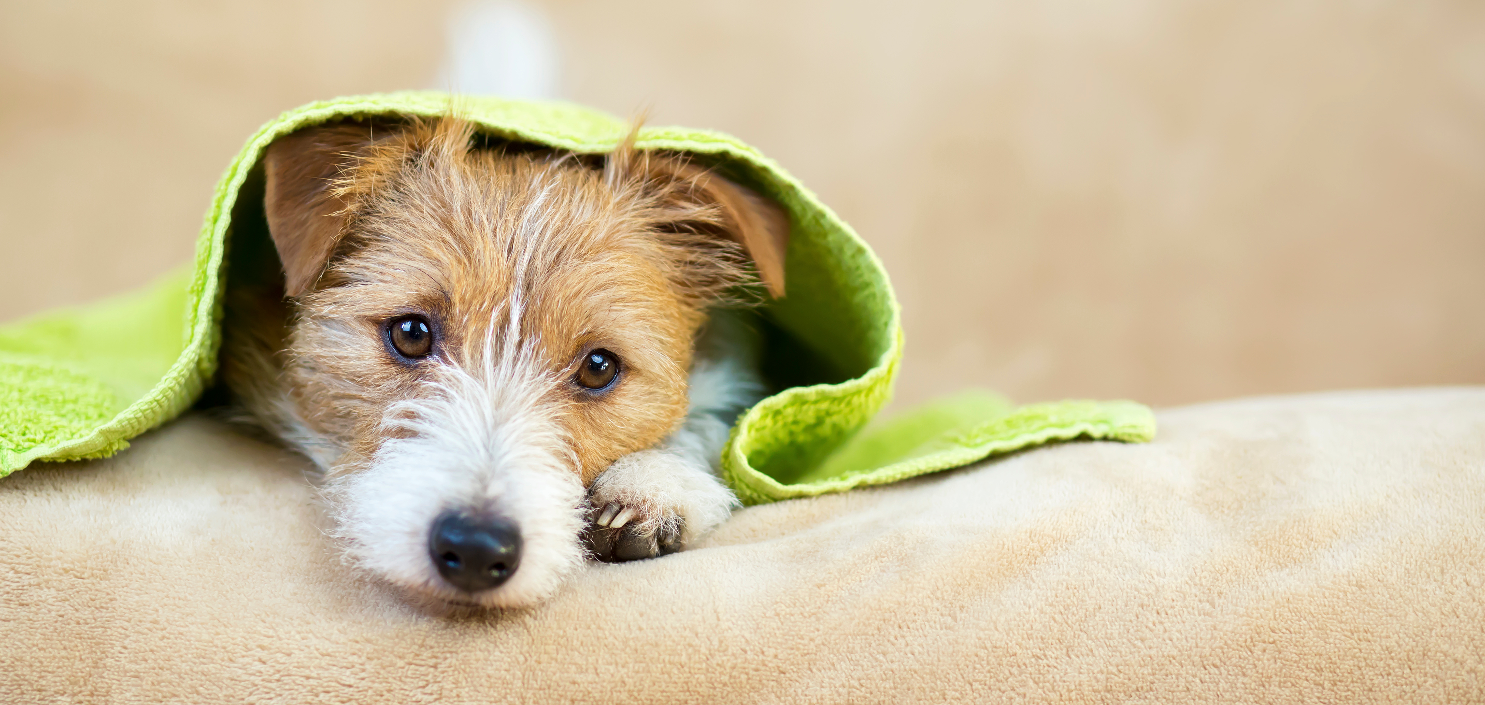 Hunde mit blauen Augen
