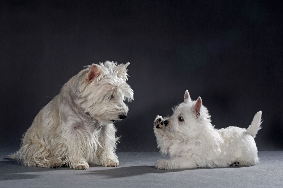 Wie Alt Sind Hunde In Menschenjahren www.haustierratgeber.de