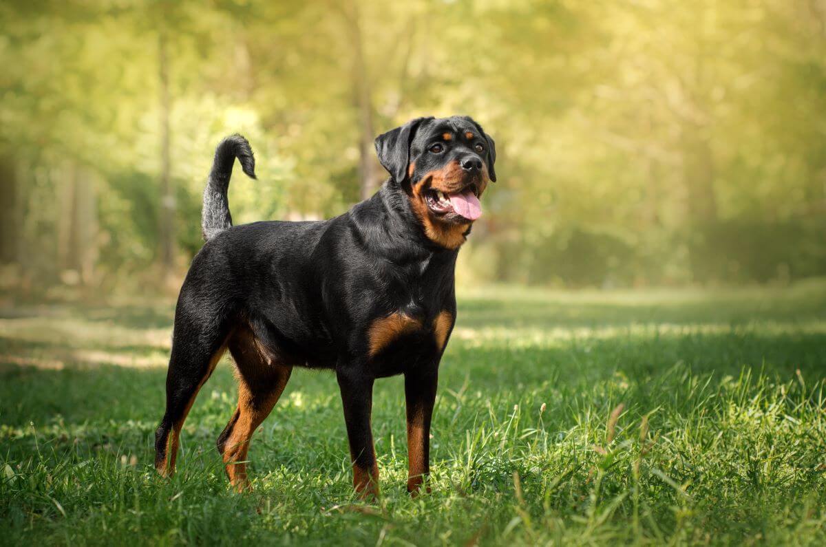 wachhund