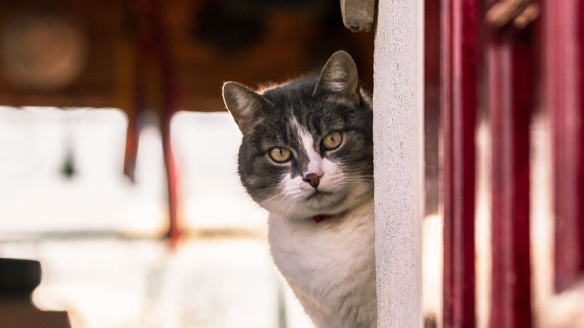 American Wirehair
