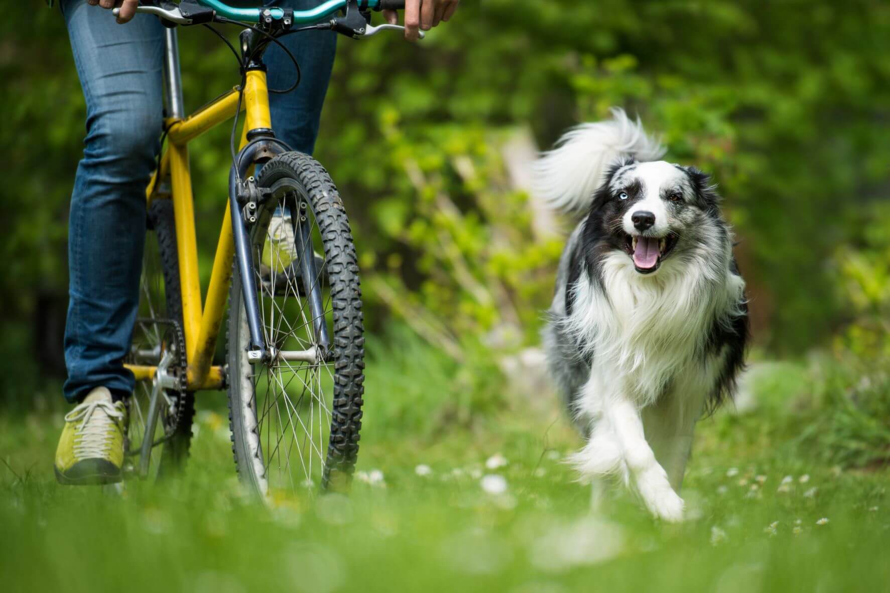 Australien-Shepherd-neben-Fahrrad