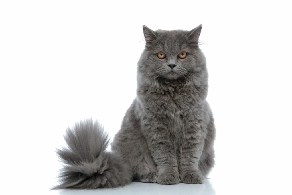 Britisch Langhaar Katze