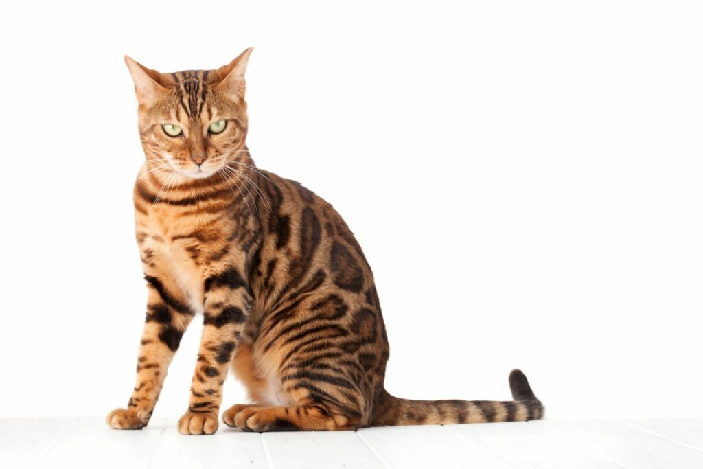 Bengal