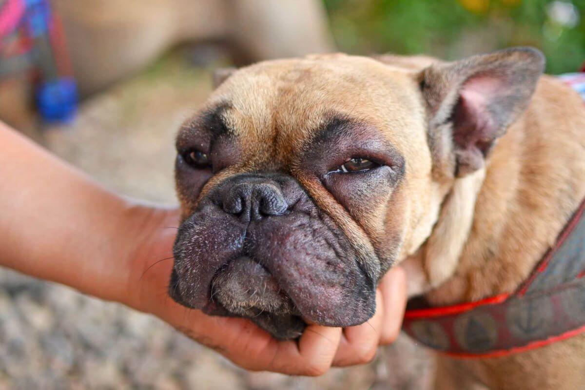 Bienenstich beim Hund