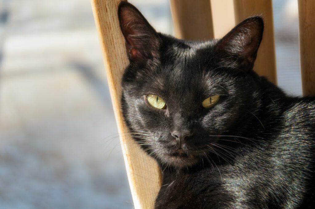 Bombay Katze