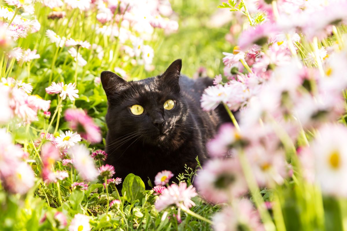 Bombay Katze 1
