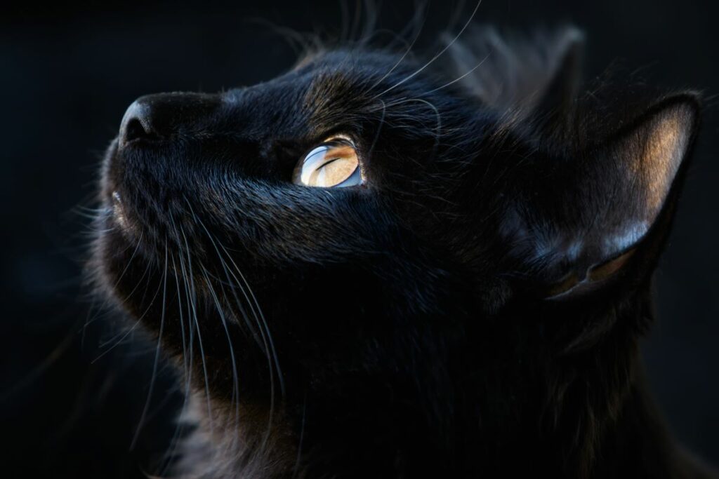 Bombay Katze