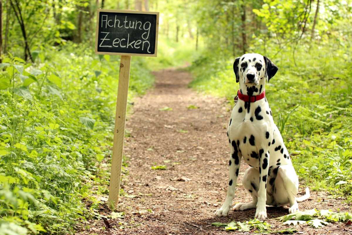 Zecke Hund