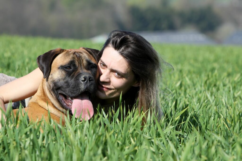 bullmastiff