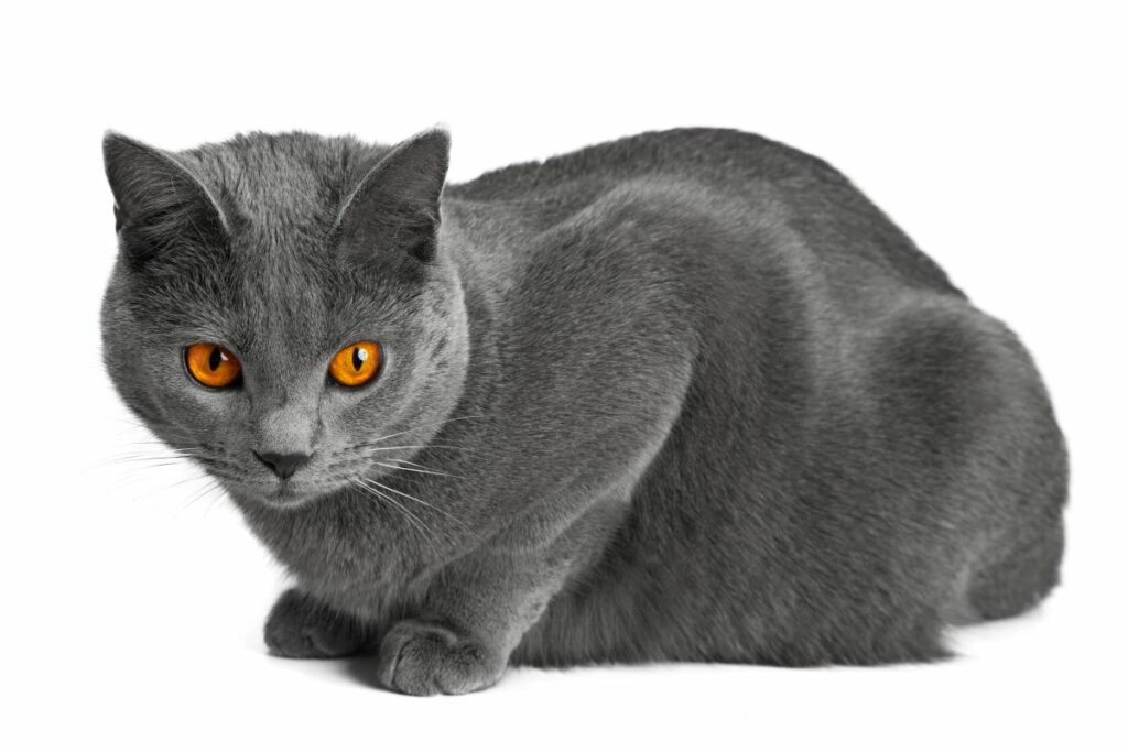 Graue Katzen