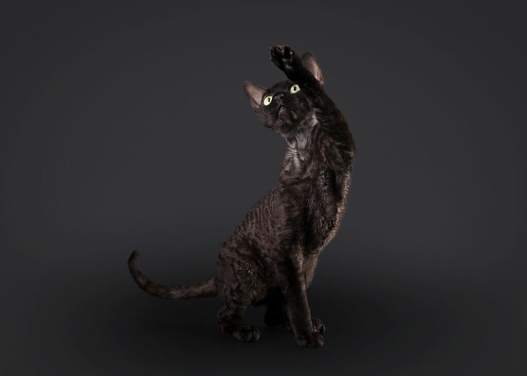 Devon Rex