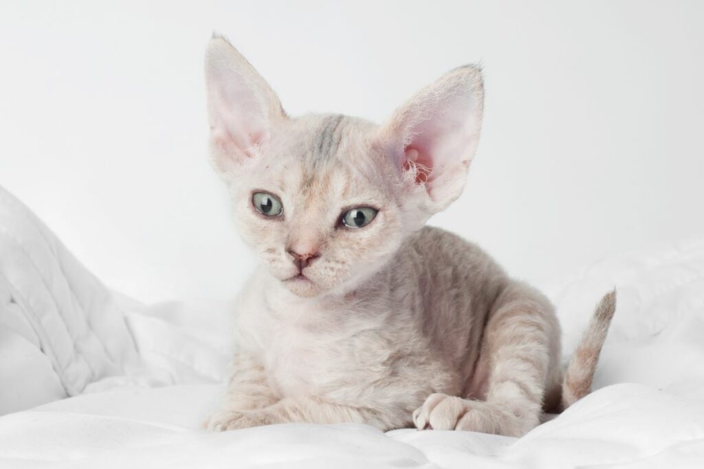 Devon Rex