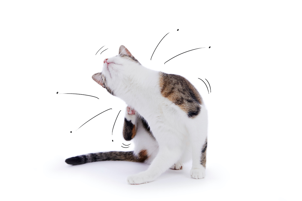 Flöhe bei Katzen