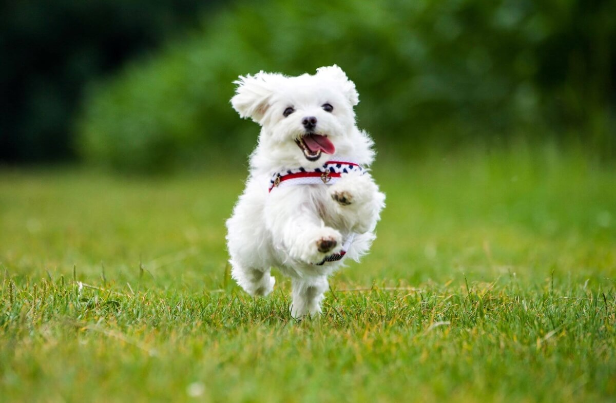 Grasmilben Hund