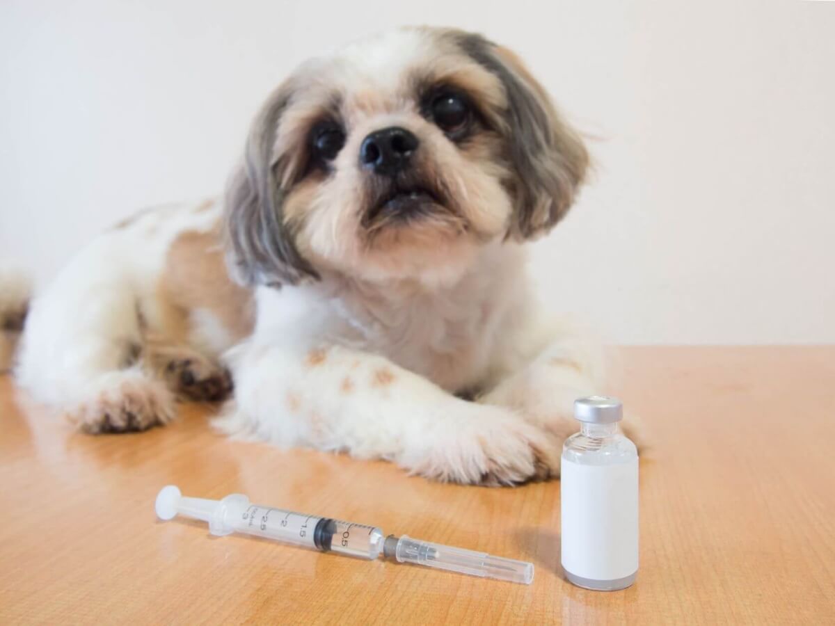 Hund Diabetes