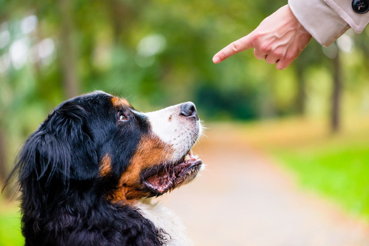 Hundepsychologie