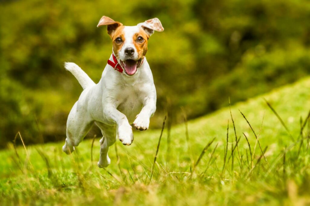 Grasmilben Hund
