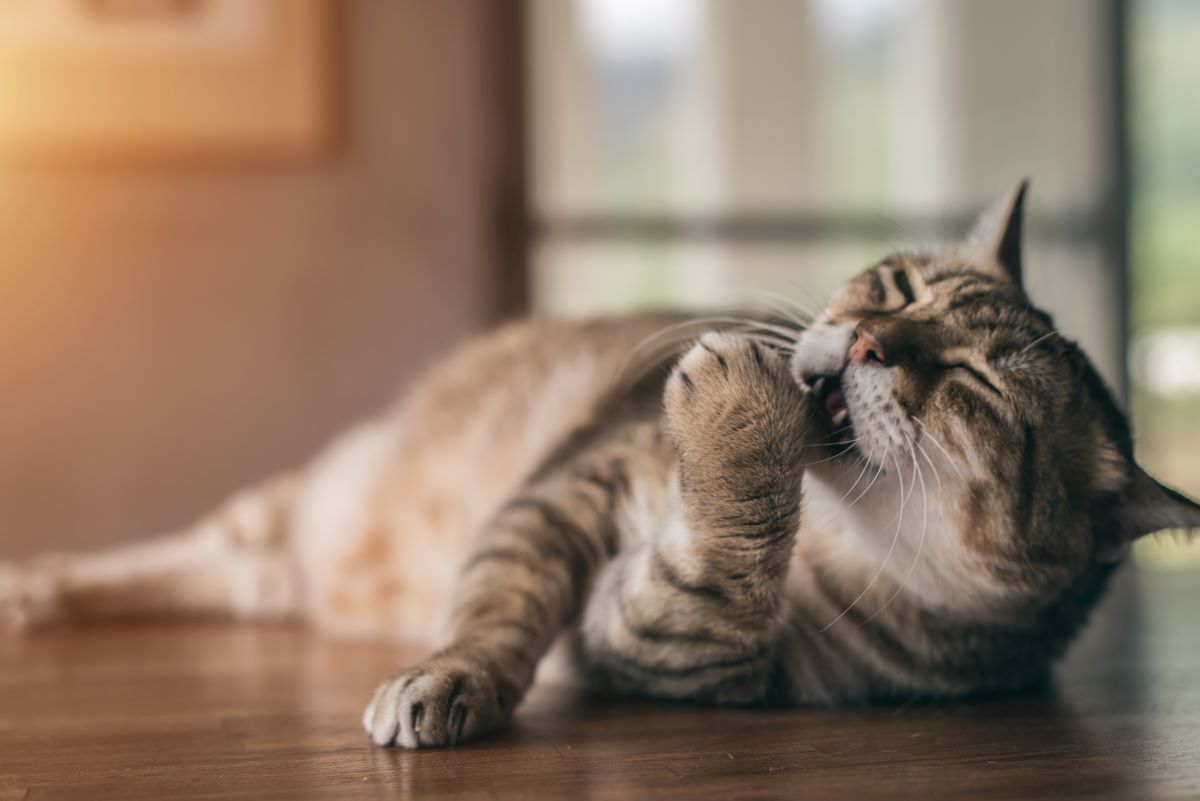 Katze Übergewicht
