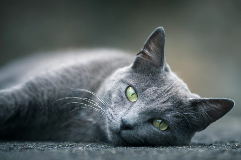 Graue Katzen