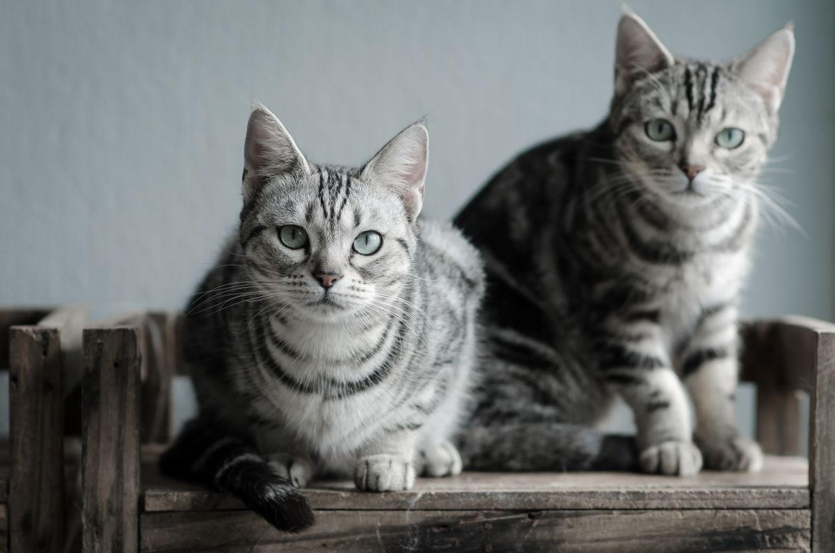 Kurzhaar Katzen