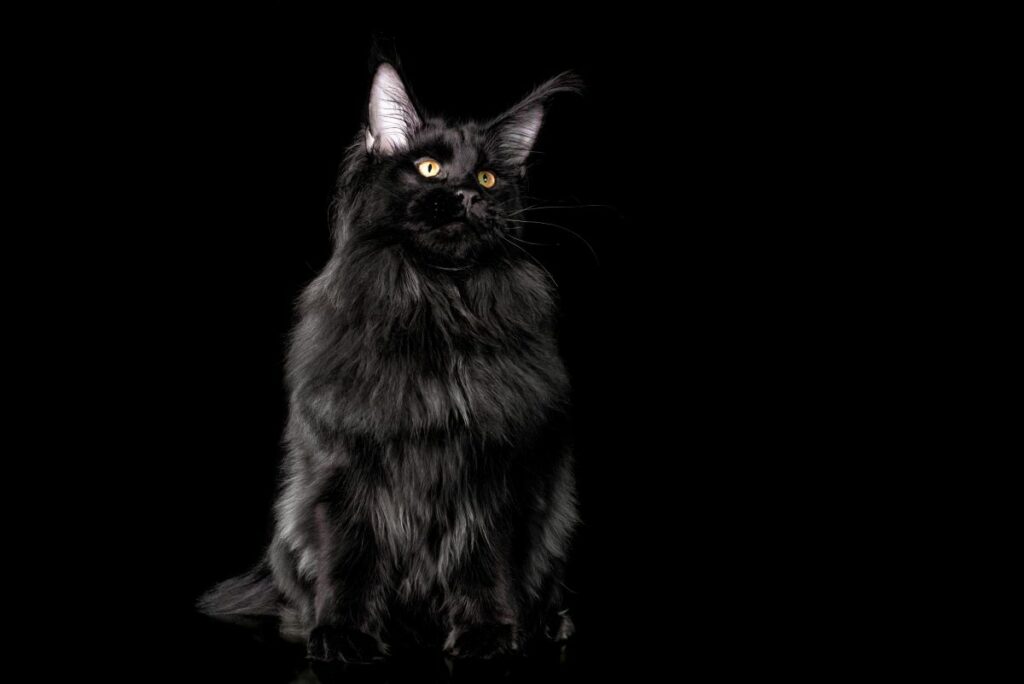 Maine Coon