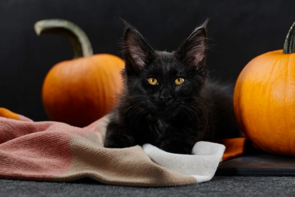 Maine Coon Kitten