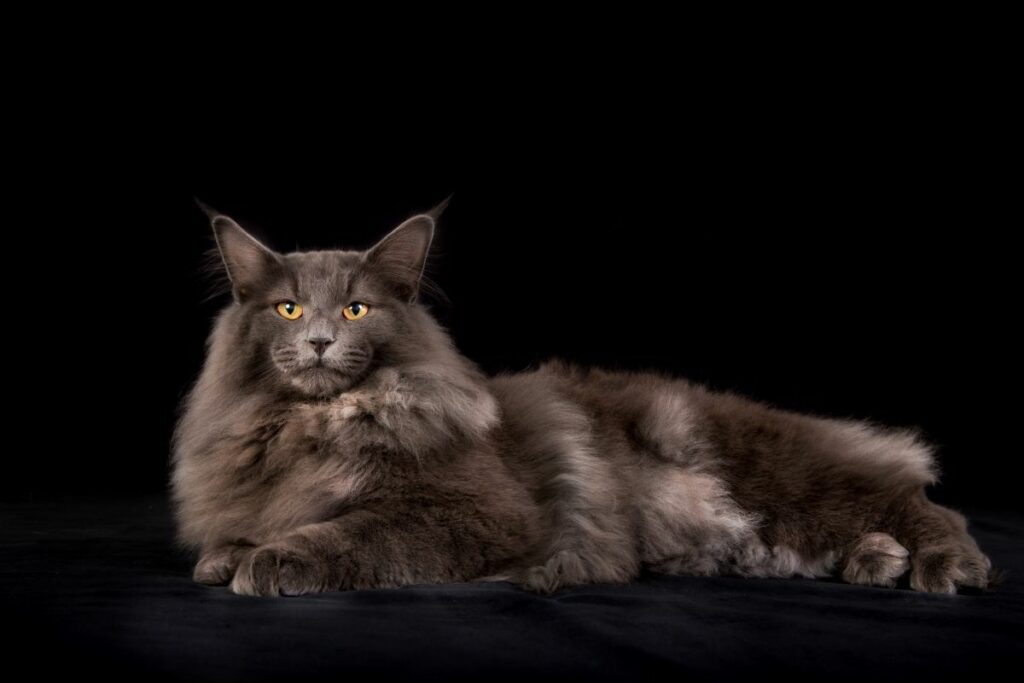 Norwegische Waldkatze