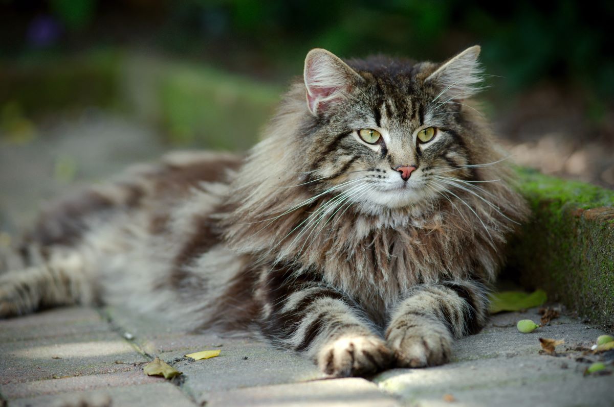 Geheimnisvolle Graue Katzen Im Samt Look geheimnisvolle-graue-katzen-im-samt-look