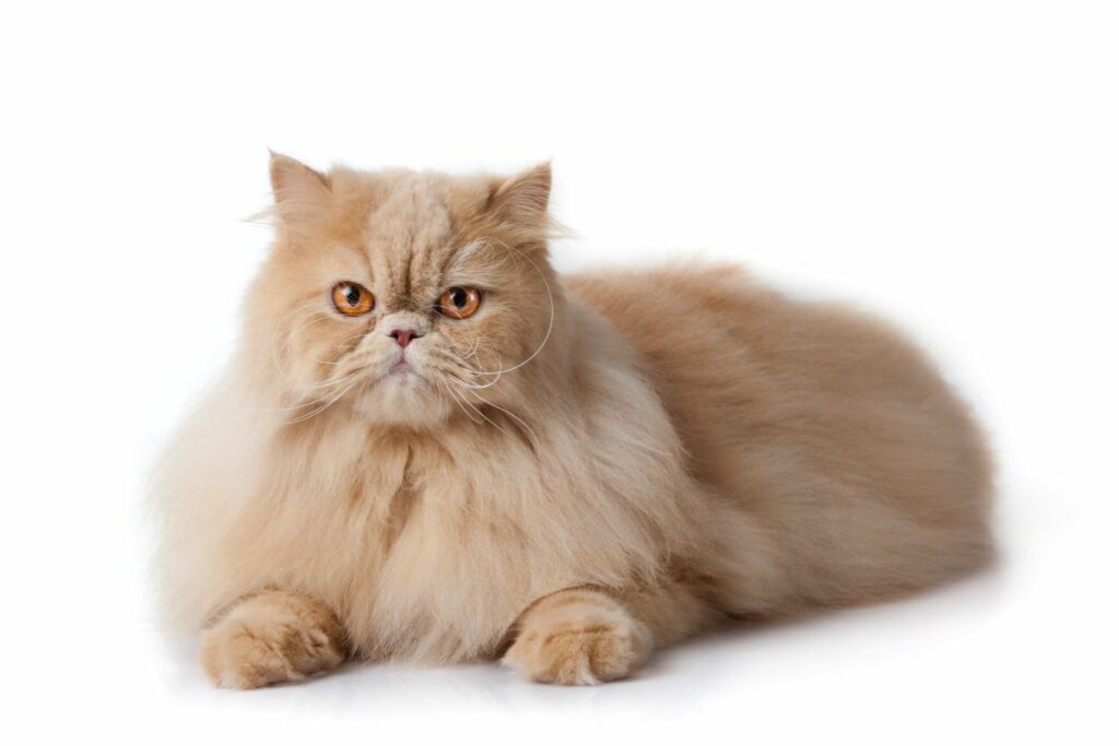 Perser Katze