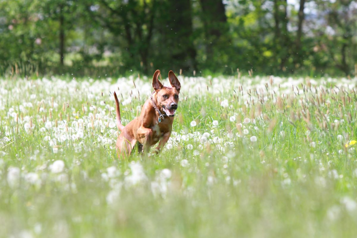 Pollenallergie Hund